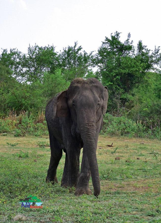 Nil Bawana Nature Resort อุดาวาลาเว ภายนอก รูปภาพ